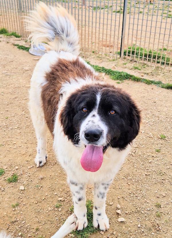 MARGOT,DOPO L'INFERNO,MERITA UNA STUPENDA ADOZIONE.ADOTTABILE IN TUTTA ITALIA! Foto 10