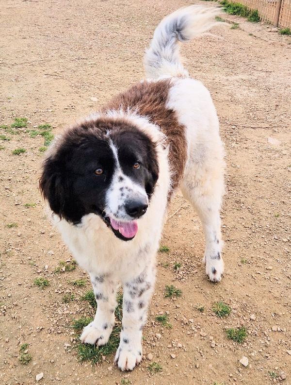 MARGOT,DOPO L'INFERNO,MERITA UNA STUPENDA ADOZIONE.ADOTTABILE IN TUTTA ITALIA! Foto 11