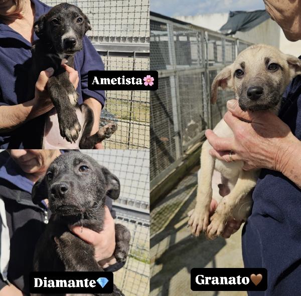 Tre Splendidi Fratellini Cercano Casa 