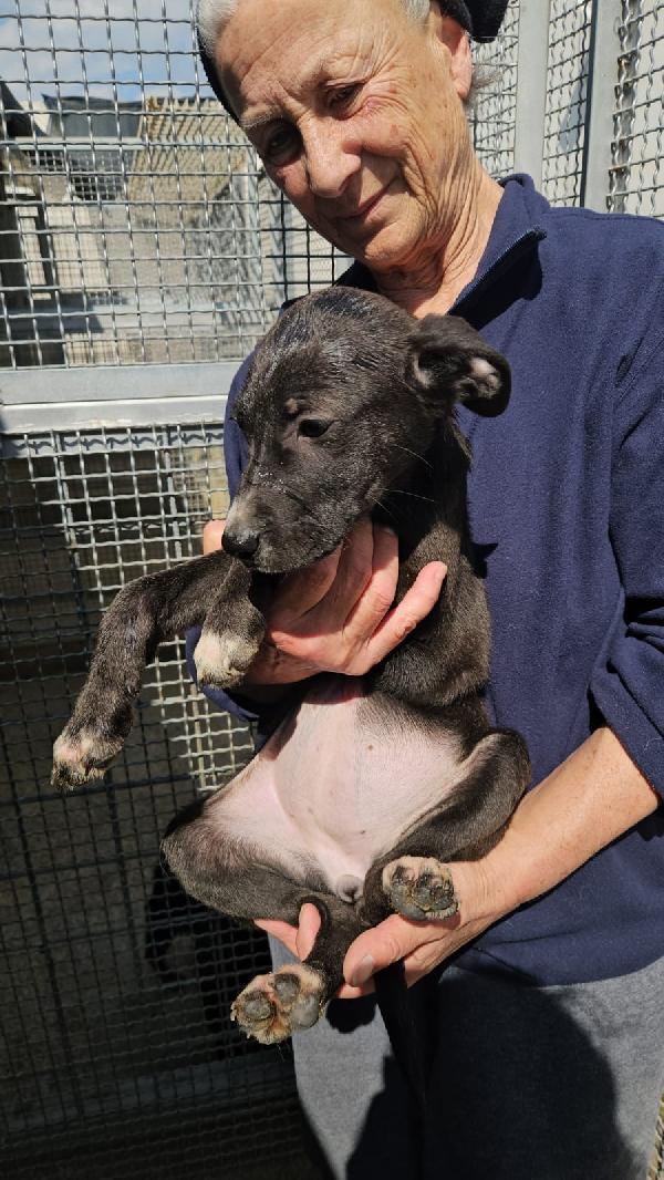 Ametista splendida cucciola cerca casa  Foto 2