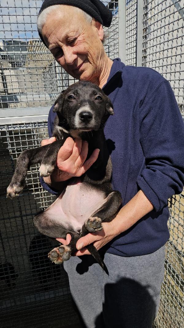 Ametista splendida cucciola cerca casa  Foto 3