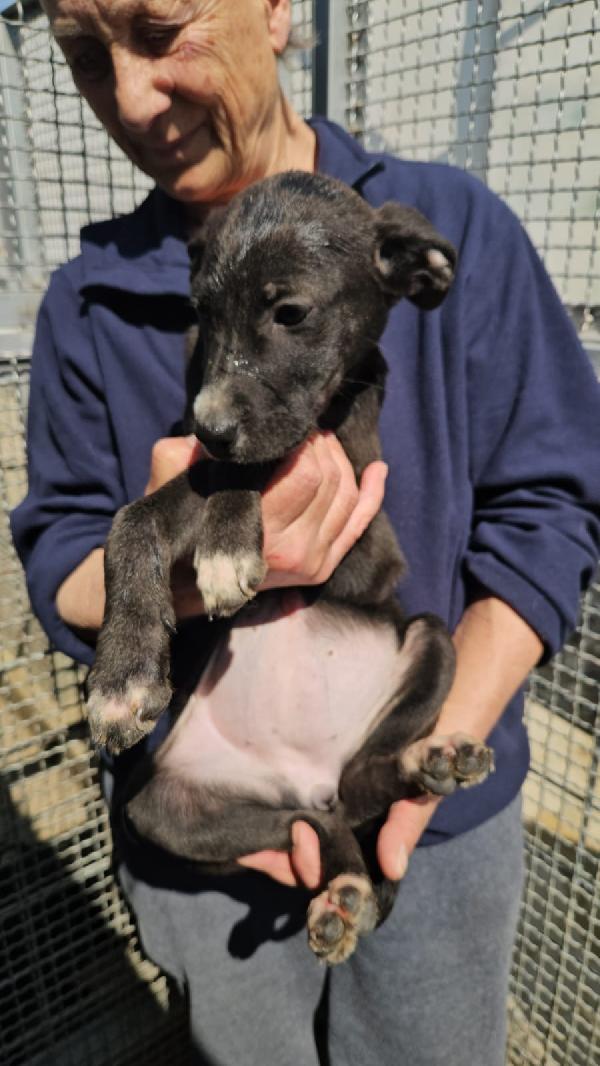 Ametista splendida cucciola cerca casa  Foto 4