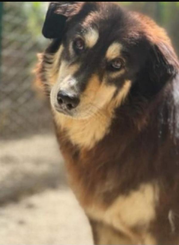 Lady 5Anni Pelo Lungo Tolta Da 1Lager 3Anni Fa Roma