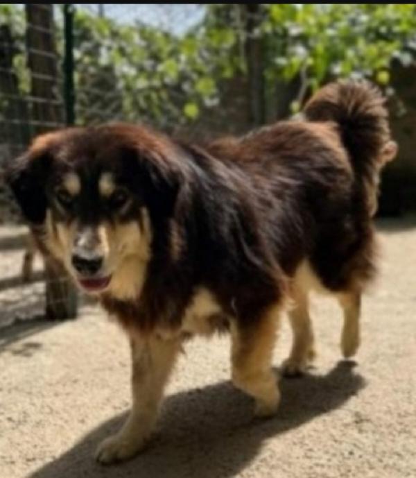 Lady 5anni pelo lungo tolta da 1lager 3anni fa ROMA Foto 2