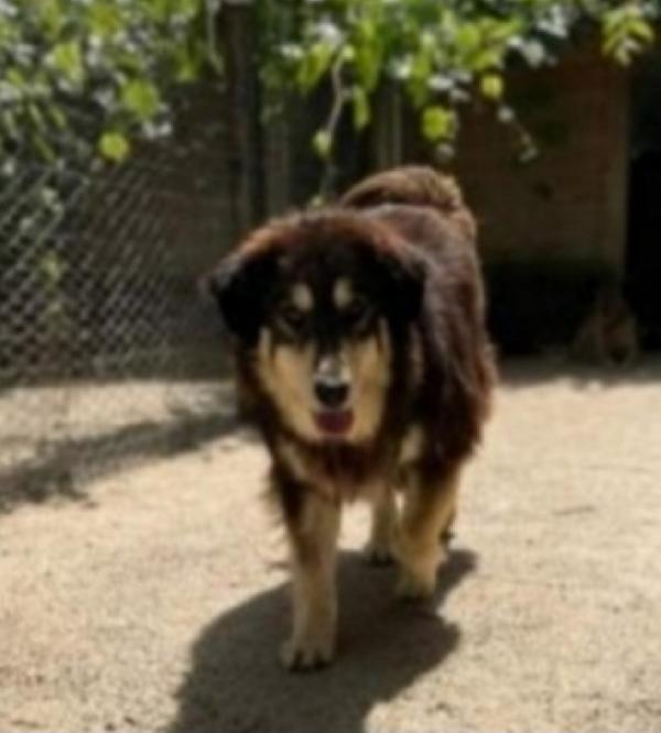 Lady 5anni pelo lungo tolta da 1lager 3anni fa ROMA Foto 3