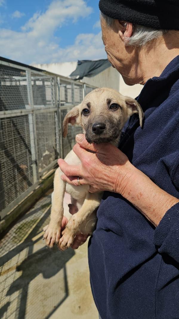 Granato Splendido Cucciolo Cerca Casa 
