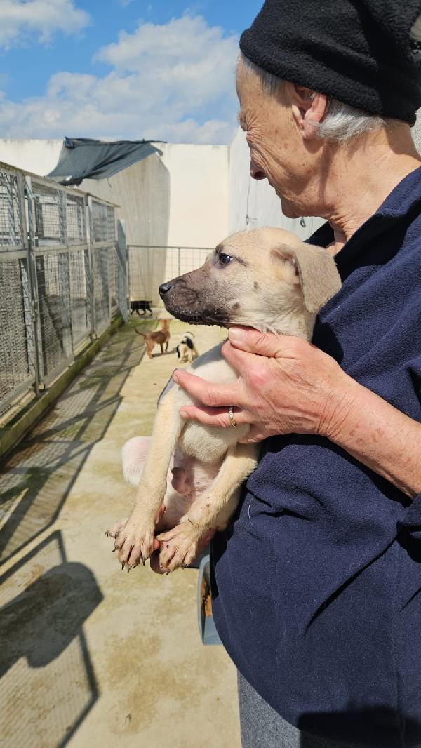 Granato splendido cucciolo cerca casa  Foto 2