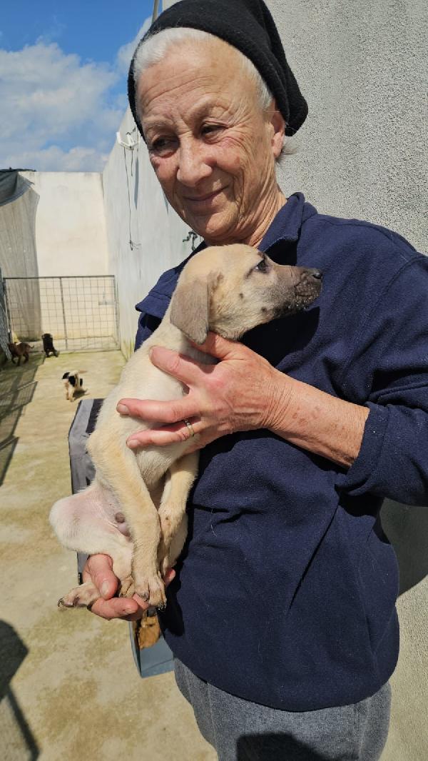 Granato splendido cucciolo cerca casa  Foto 3