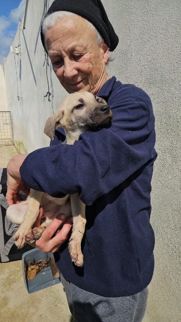 Granato splendido cucciolo cerca casa  Foto 4