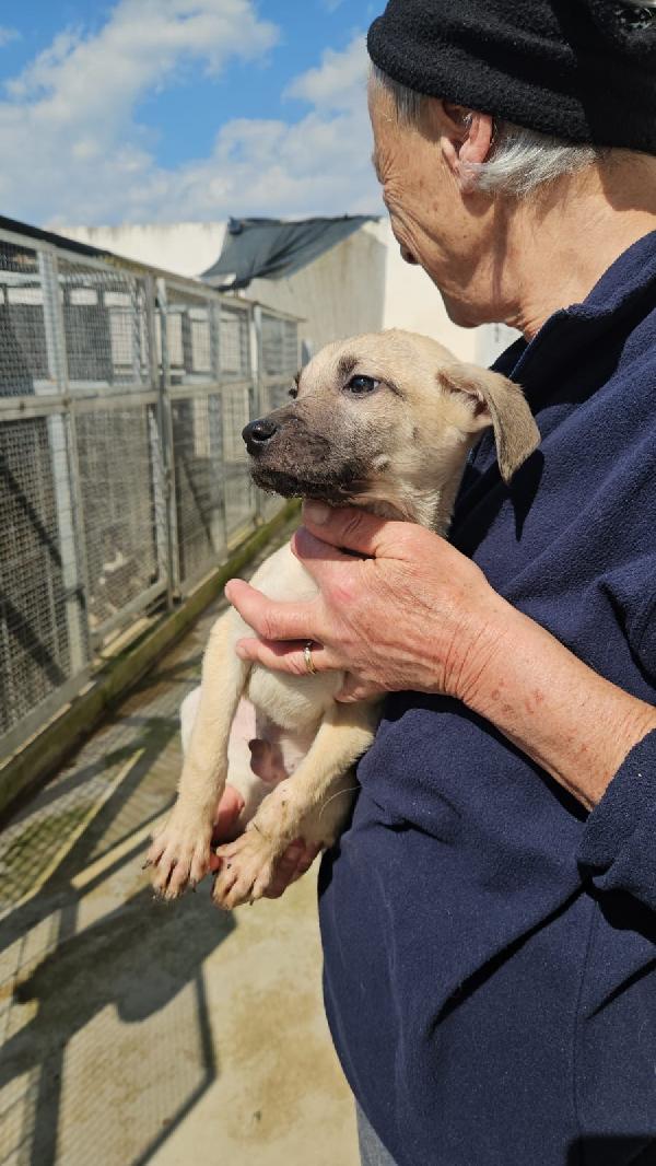 Granato splendido cucciolo cerca casa  Foto 5