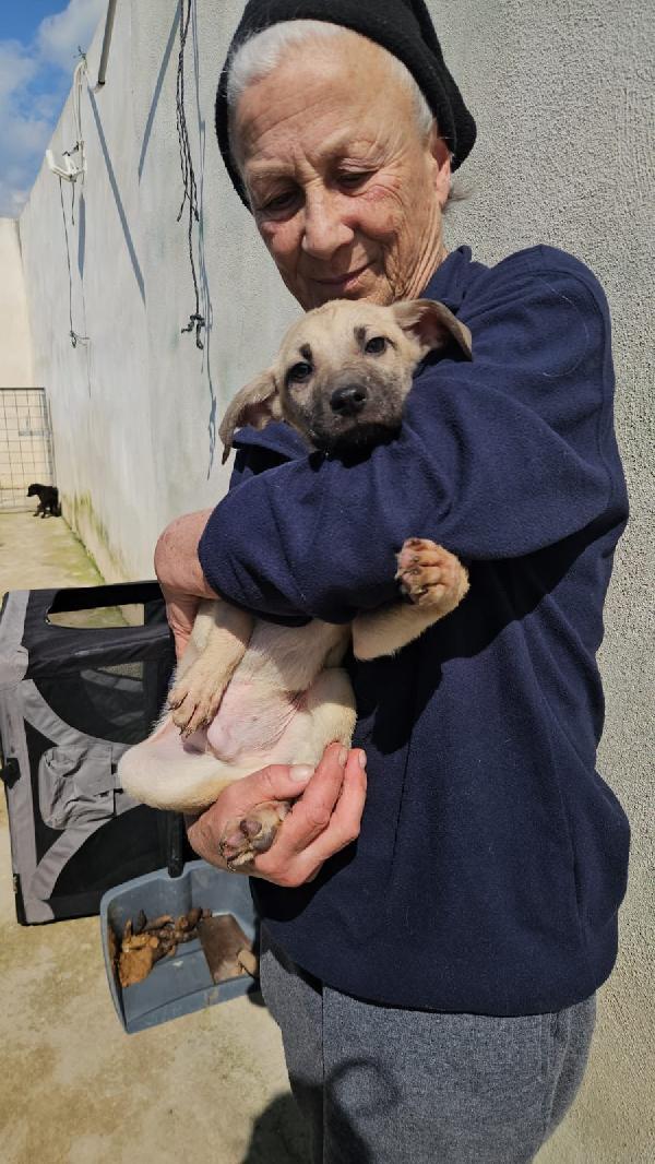 Granato splendido cucciolo cerca casa  Foto 6