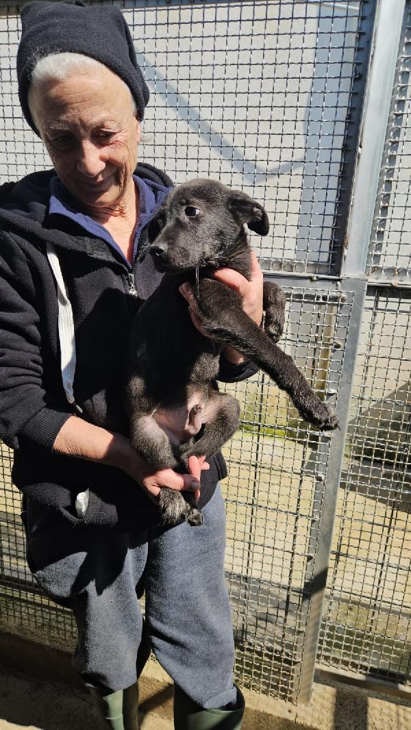 Diamante splendido cucciolo cerca casa  Foto 2