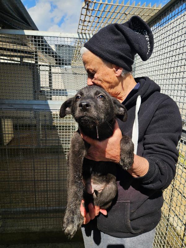 Diamante splendido cucciolo cerca casa  Foto 3