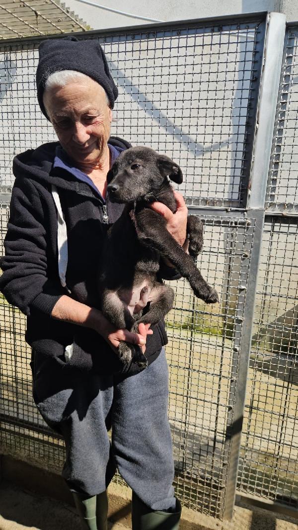 Diamante splendido cucciolo cerca casa  Foto 4