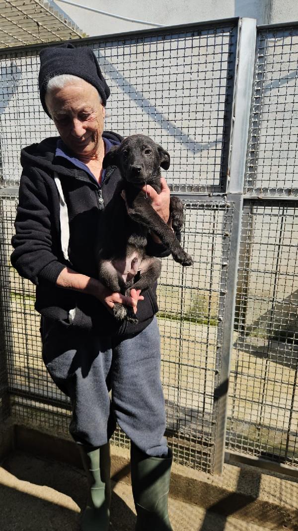 Diamante splendido cucciolo cerca casa  Foto 6