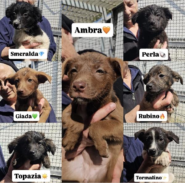 Sette Splendidi Cuccioli Salvati Dal Canile Cercano Casa 