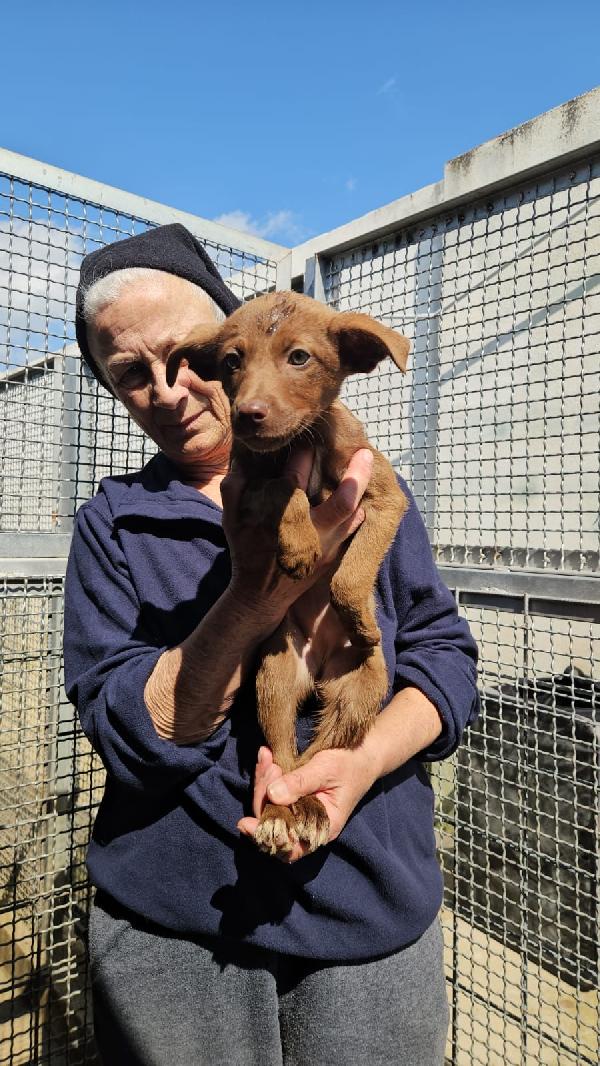 Sette splendidi cuccioli salvati dal canile cercano casa  Foto 2
