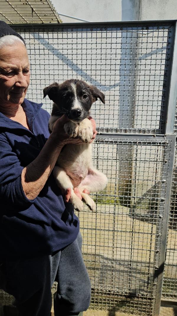 Sette splendidi cuccioli salvati dal canile cercano casa  Foto 3