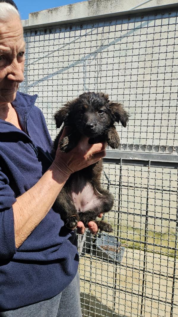 Sette splendidi cuccioli salvati dal canile cercano casa  Foto 4