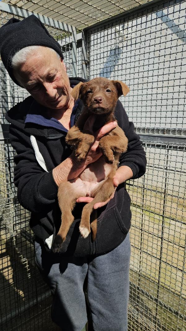 Sette splendidi cuccioli salvati dal canile cercano casa  Foto 5