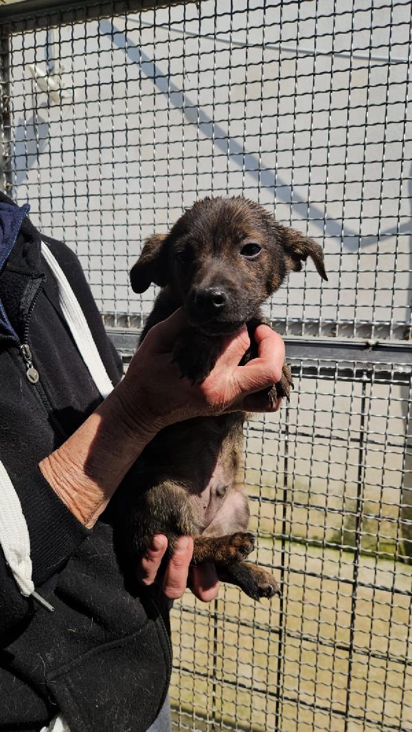 Sette splendidi cuccioli salvati dal canile cercano casa  Foto 7