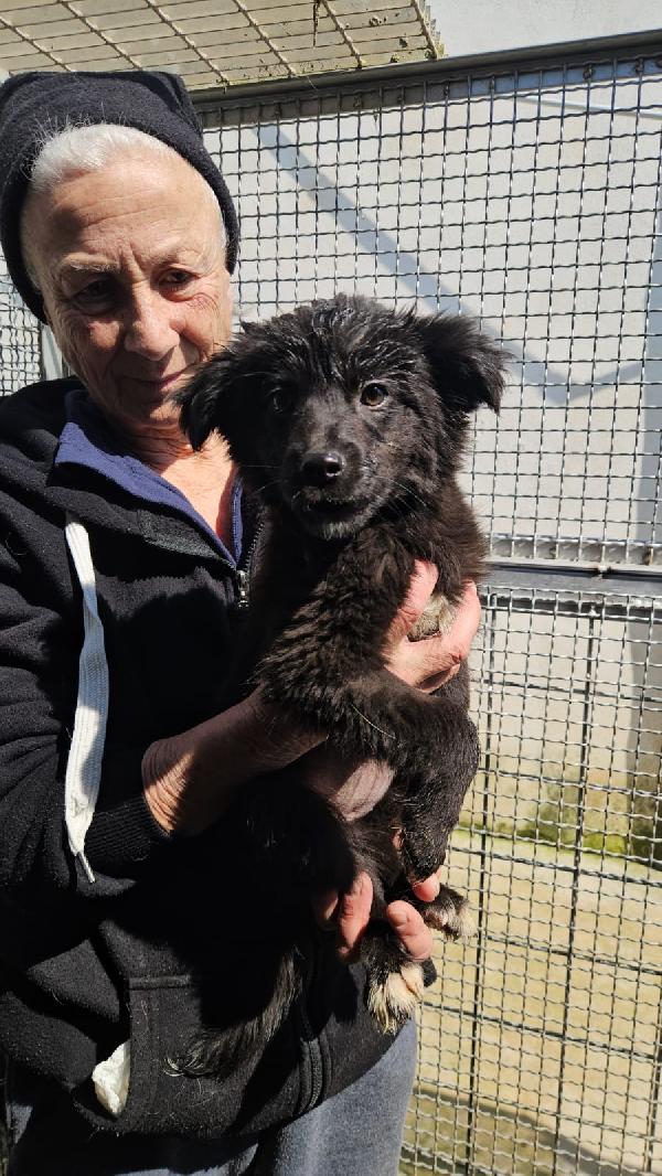 Sette splendidi cuccioli salvati dal canile cercano casa  Foto 8