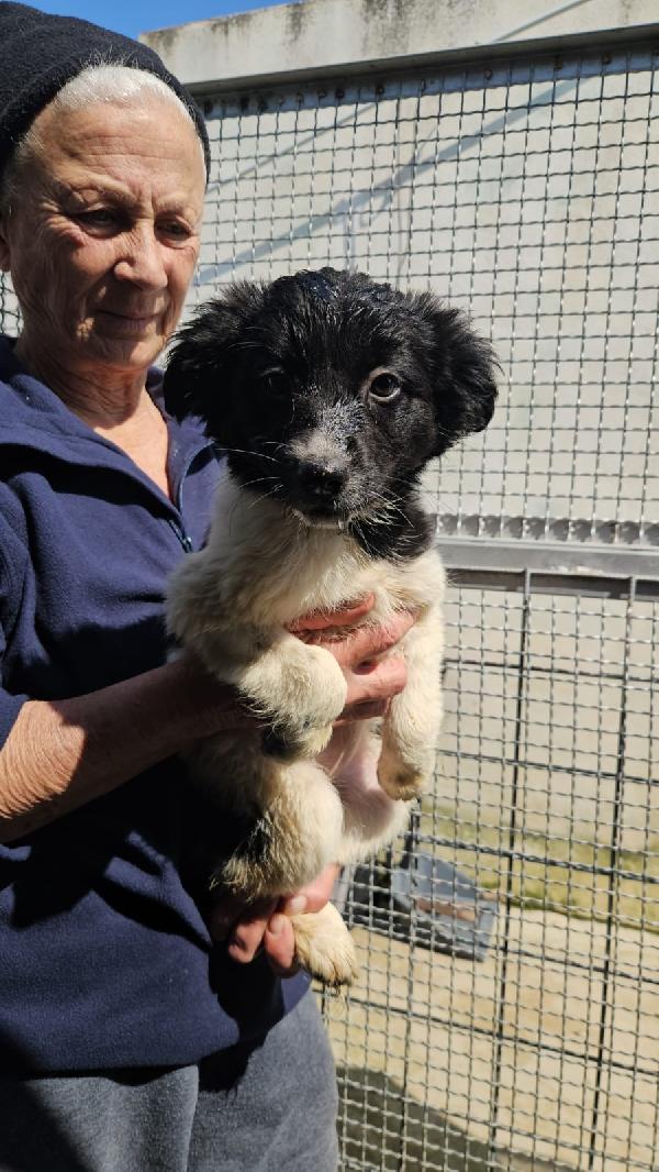 Sette splendidi cuccioli salvati dal canile cercano casa  Foto 9