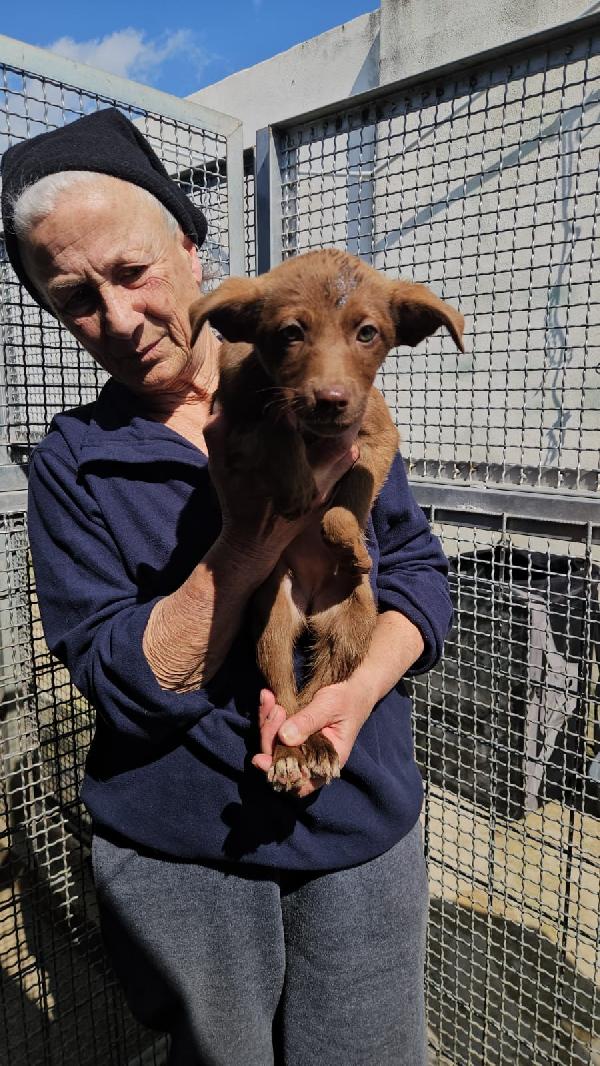 Giada meravigliosa dolce cucciola cerca famiglia  Foto 3