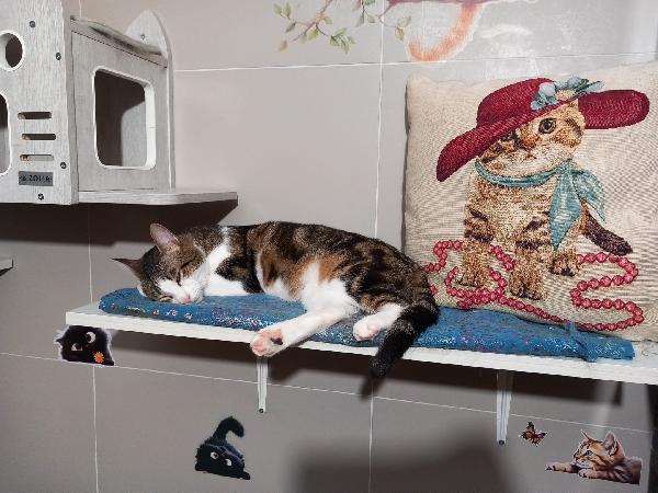 MICKY, tenero micino da adottare! Foto 4