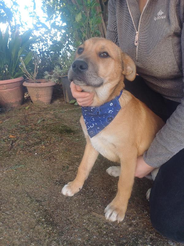 Zeus splendido dolce cucciolotto cerca casa  Foto 2