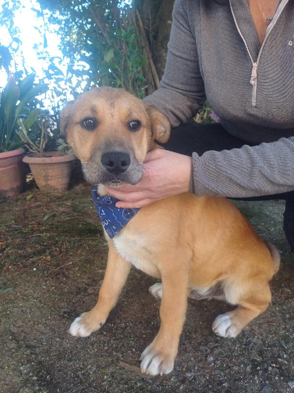 Zeus splendido dolce cucciolotto cerca casa  Foto 4