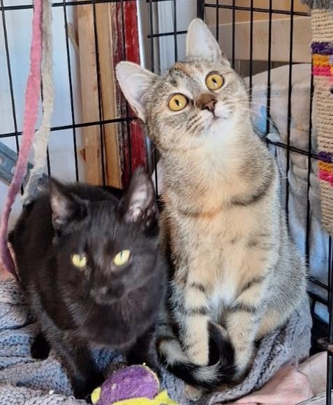 Mulan E Merida, Aspettano Te