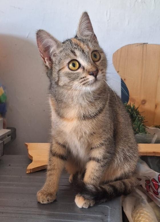 Mulan e Merida, aspettano te Foto 3