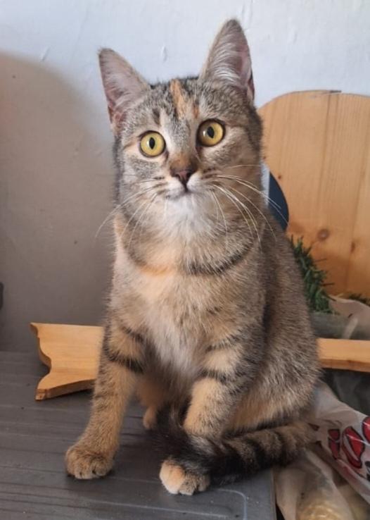 Mulan e Merida, aspettano te Foto 4