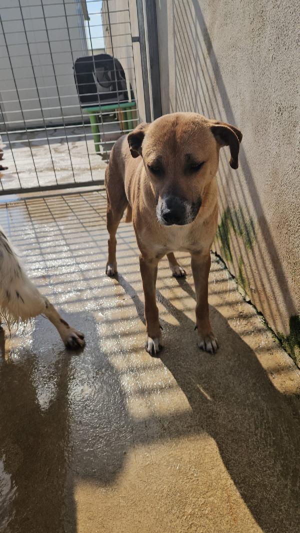 Peppina splendida dolce mammina cerca casa  Foto 2