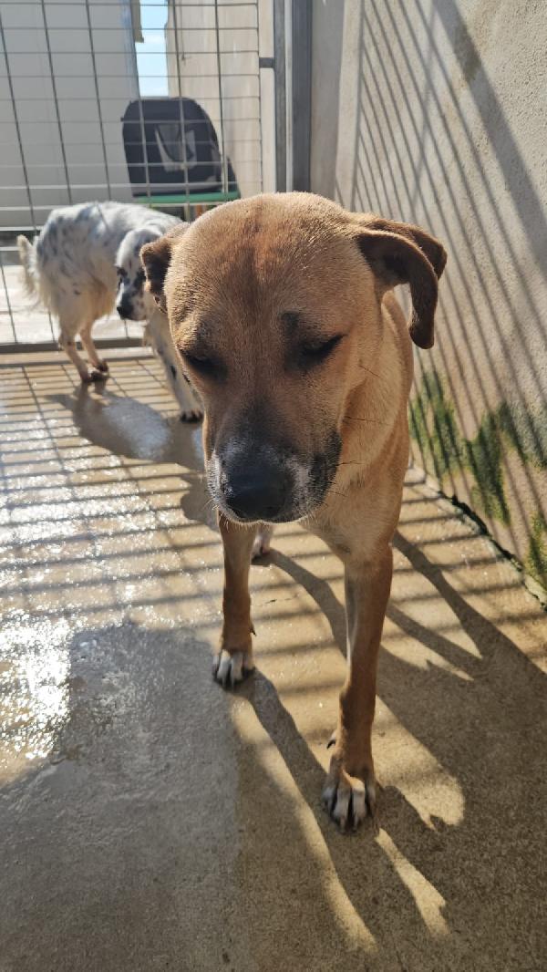 Peppina splendida dolce mammina cerca casa  Foto 3