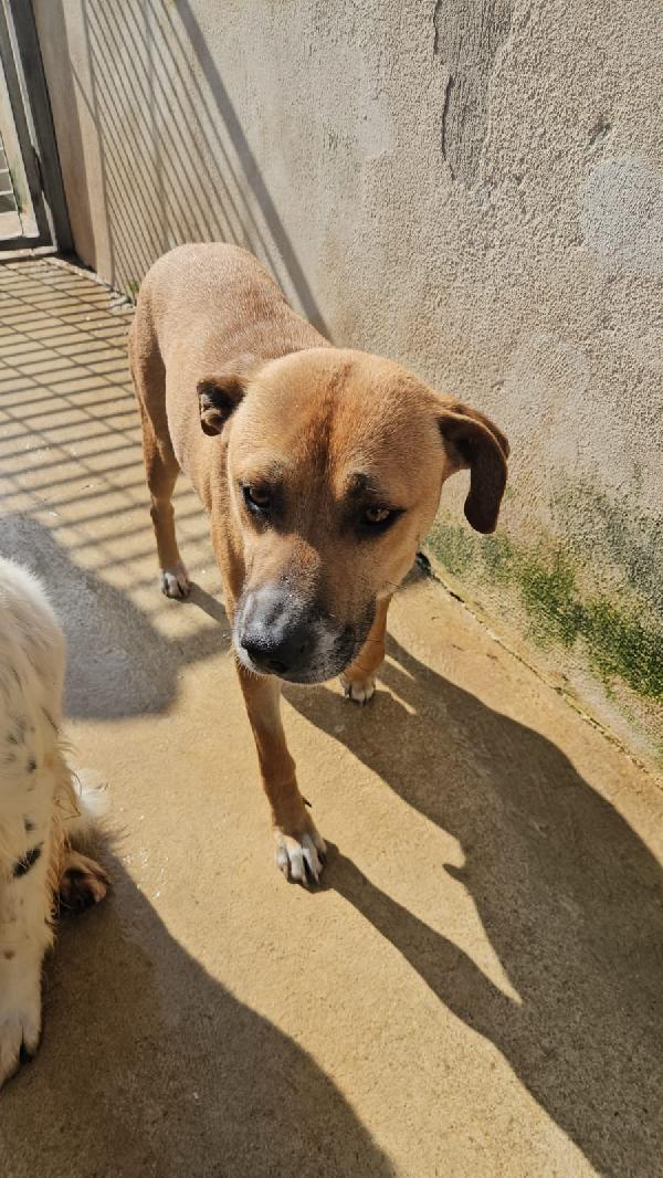 Peppina splendida dolce mammina cerca casa  Foto 4