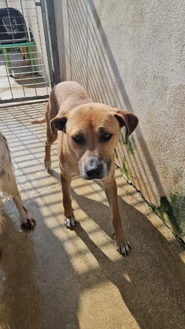 Peppina splendida dolce mammina cerca casa  Foto 5