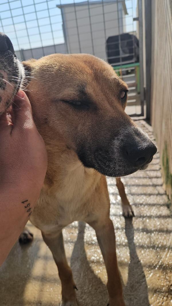 Peppina splendida dolce mammina cerca casa  Foto 6