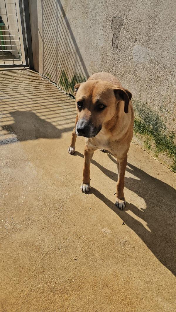 Peppina splendida dolce mammina cerca casa  Foto 7