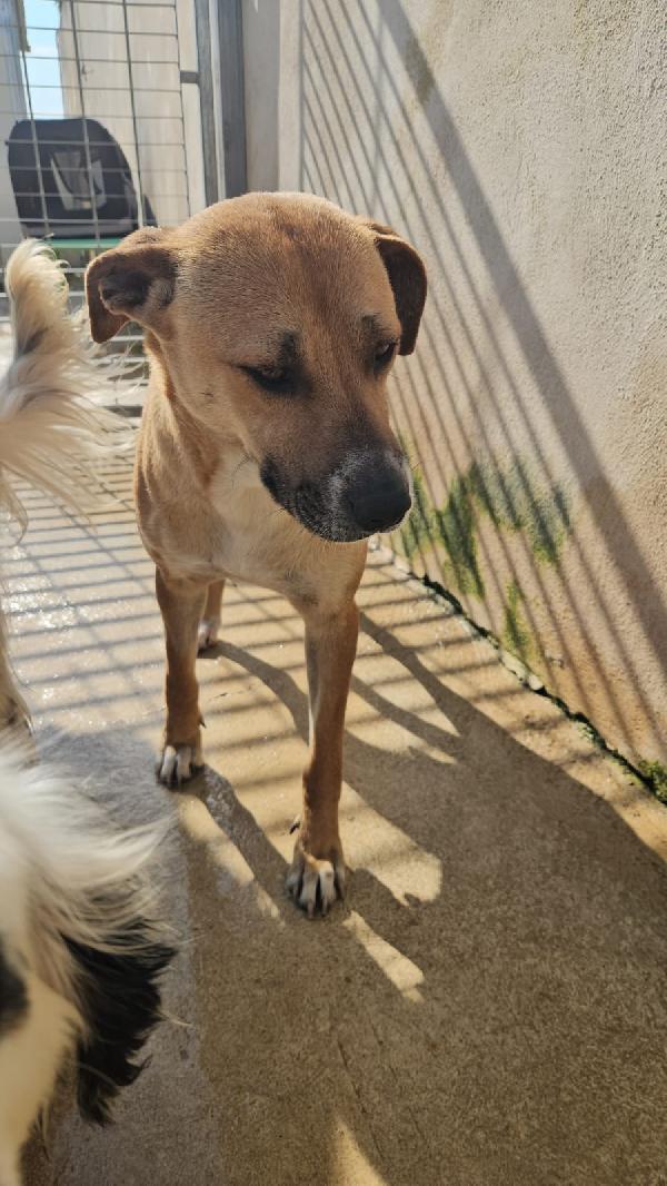 Peppina splendida dolce mammina cerca casa  Foto 8