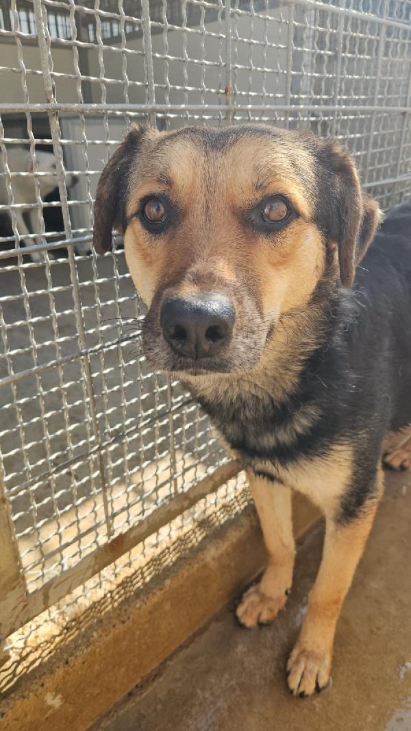 Andrea Splendido Simil Pastorino Cerca Casa 