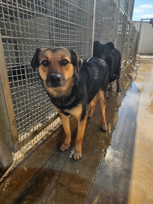 Andrea splendido simil Pastorino cerca casa  Foto 2