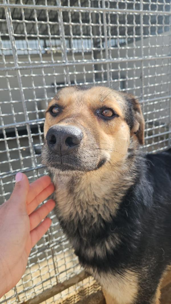 Andrea splendido simil Pastorino cerca casa  Foto 3