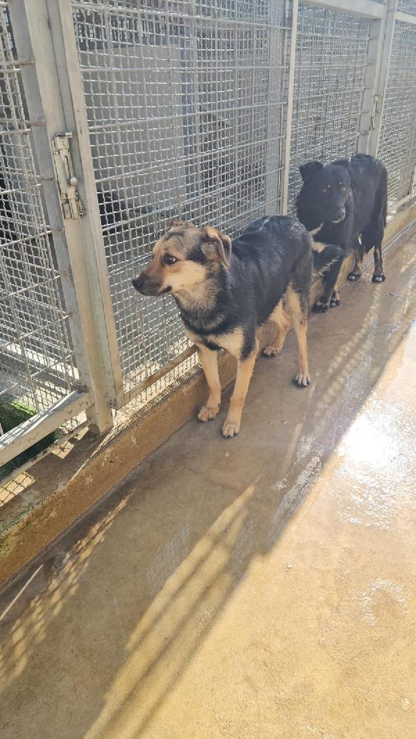 Andrea splendido simil Pastorino cerca casa  Foto 4