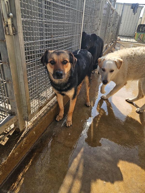 Andrea splendido simil Pastorino cerca casa  Foto 5