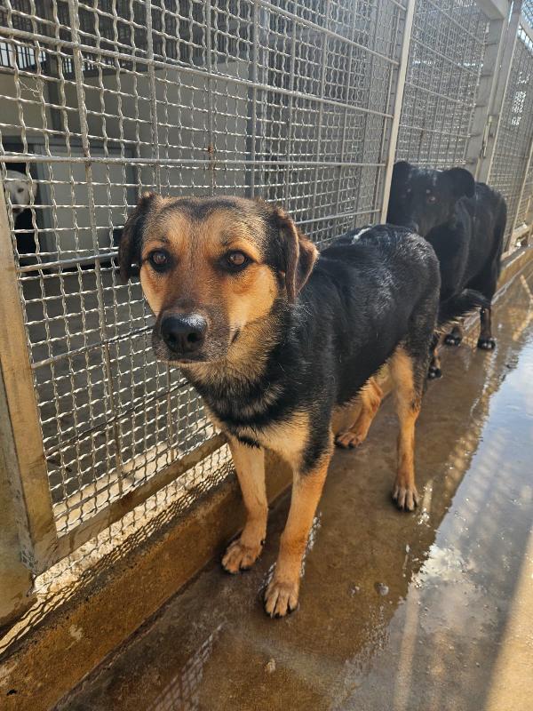 Andrea splendido simil Pastorino cerca casa  Foto 7