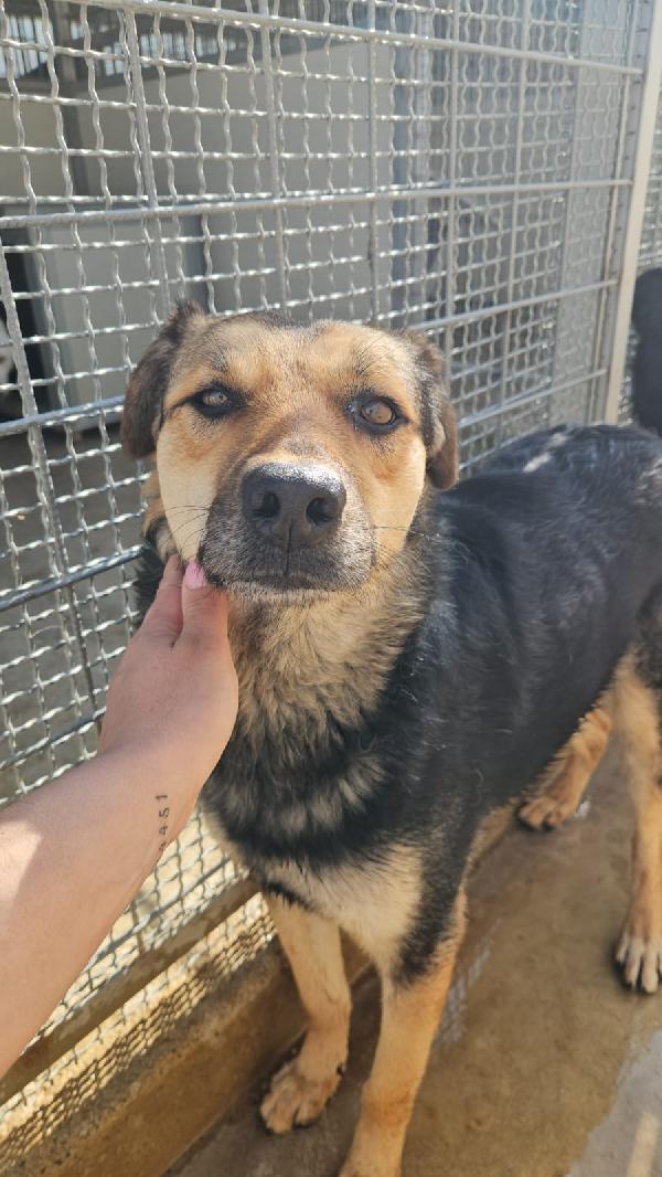 Andrea splendido simil Pastorino cerca casa  Foto 8