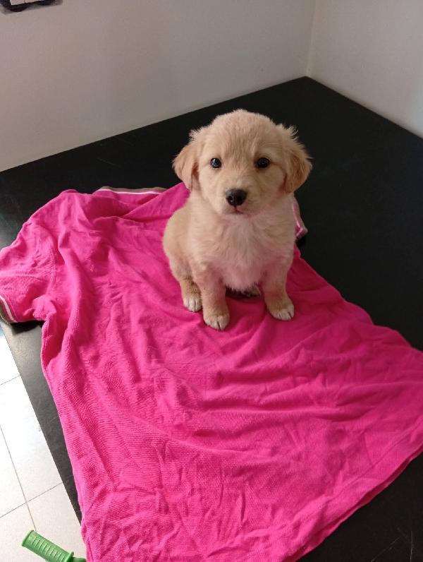 Holly Ciccio Libano E Ornella Cuccioli