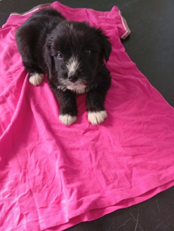 Holly Ciccio Libano e Ornella cuccioli Foto 2